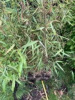 Asian Wonder (Fargesia scabrida) - Bambus horstbildend Harburg - Hamburg Marmstorf Vorschau