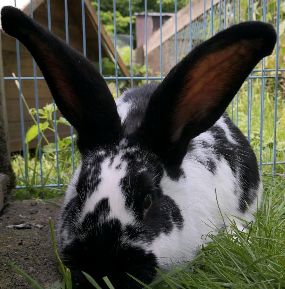 Kaninchenbock kastriert in Hörstel