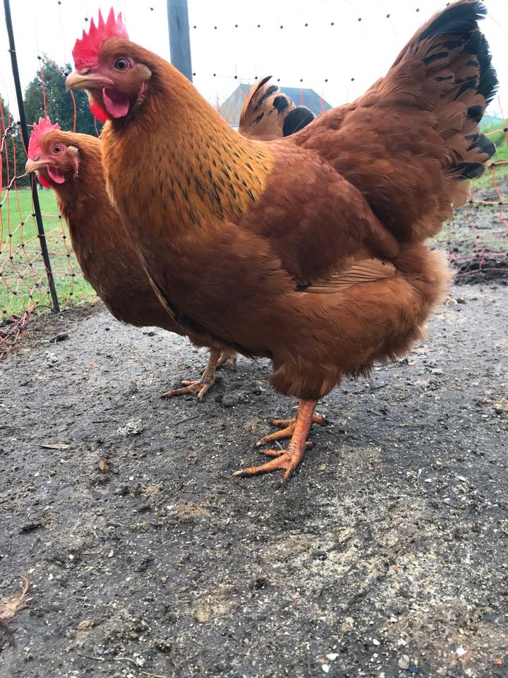 6 Küken von New Hampshire Hühnern goldbraun (groß)/Henne, Hahn in Erfde