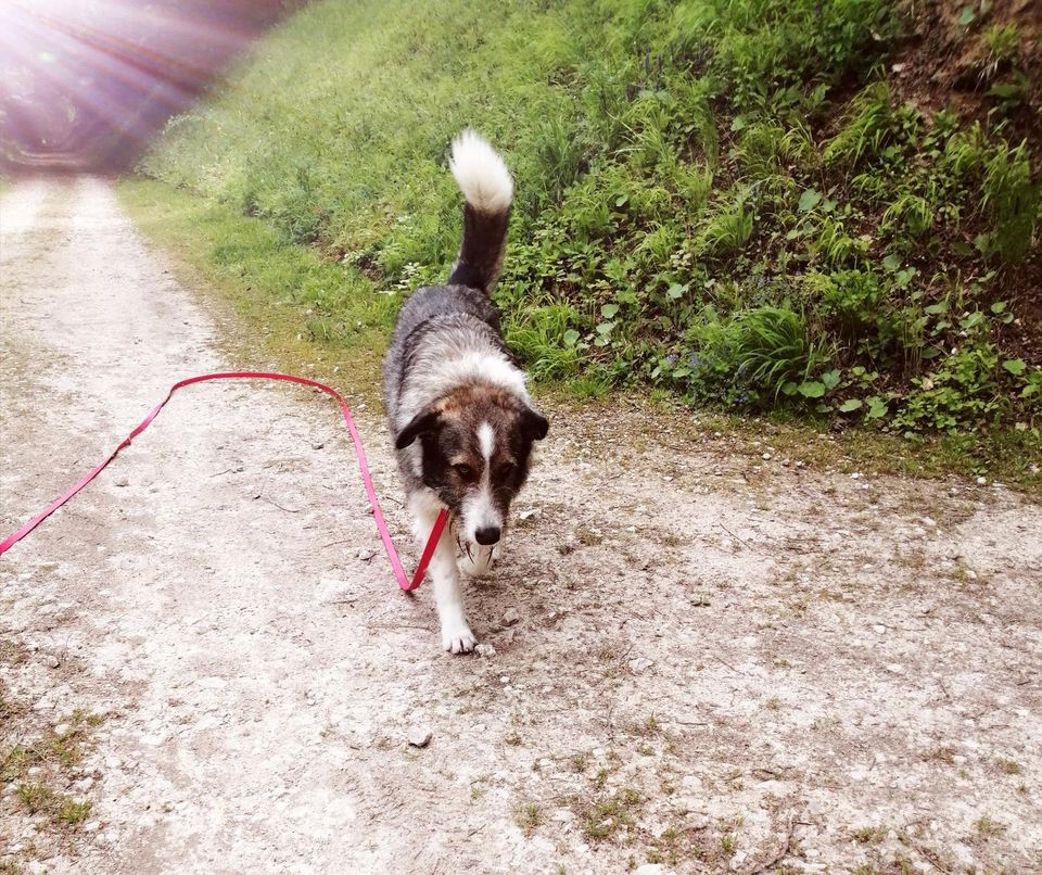 Bonny möchte ihr Herz verschenken ❤️ in Rennertshofen