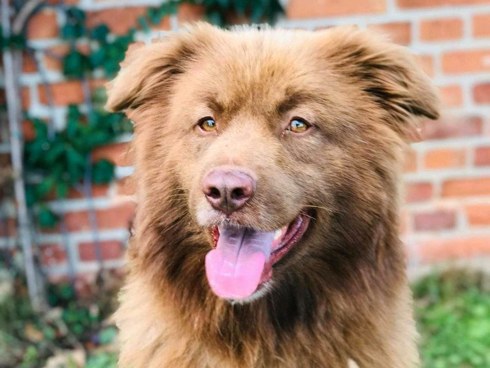 Mischa- wunderschöner Rüde sucht sein Glück in Salzwedel