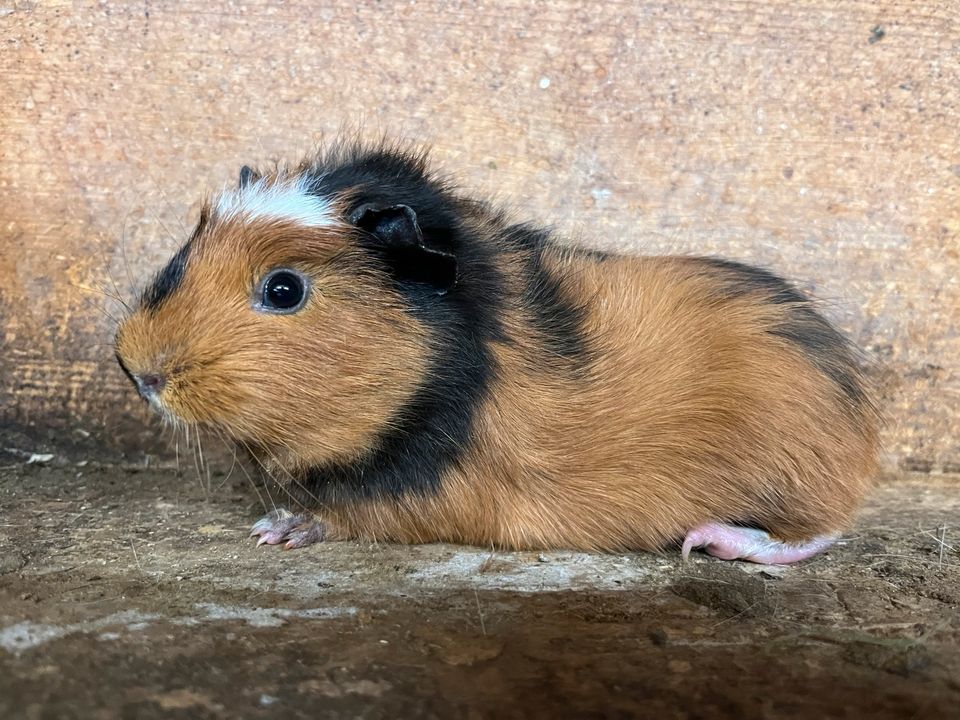 ❤️ Meerschweinchen Kastrate & Weibchen Baby Jungtier ab 25€ in Arnsberg