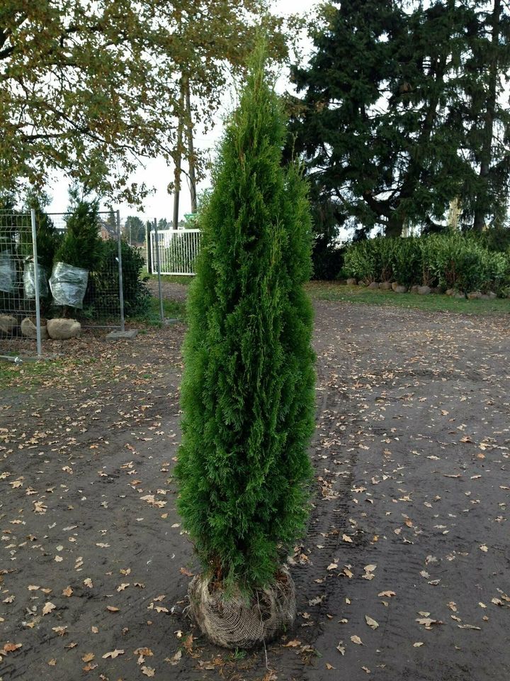 Thuja Smaragd - Lebensbaum, winterhart, Heckenpflanzen, immergrün in Willich