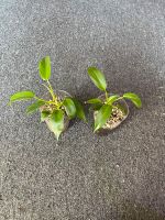 Philodendron Florida Beauty Green Babypflanzen Leipzig - Stötteritz Vorschau