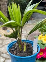 Hanfpalme (Trachycarpus fortunei ) Schleswig-Holstein - Sülfeld Vorschau