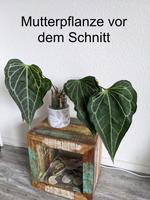 Anthurium Delta Force Rareplantshop Buttcut Niedersachsen - Cremlingen Vorschau
