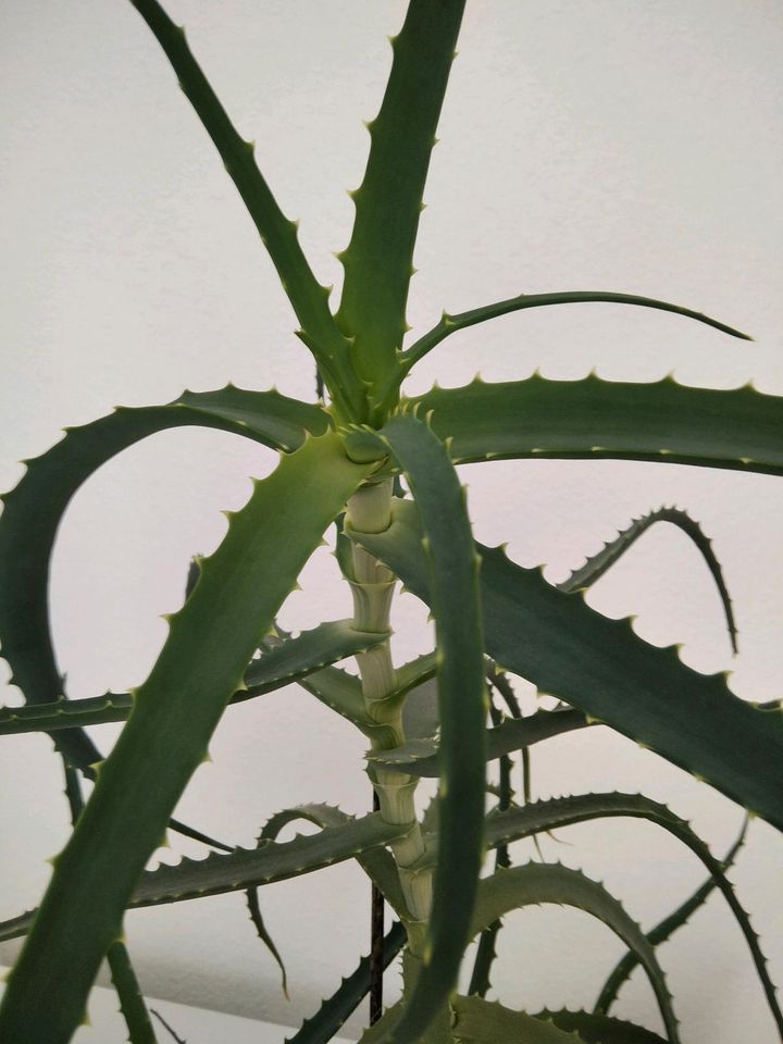 Aloevera Pflanze 13 Jahre alt in Oldenburg