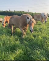 Schöne Haflinger zu verkaufen Nordrhein-Westfalen - Sprockhövel Vorschau