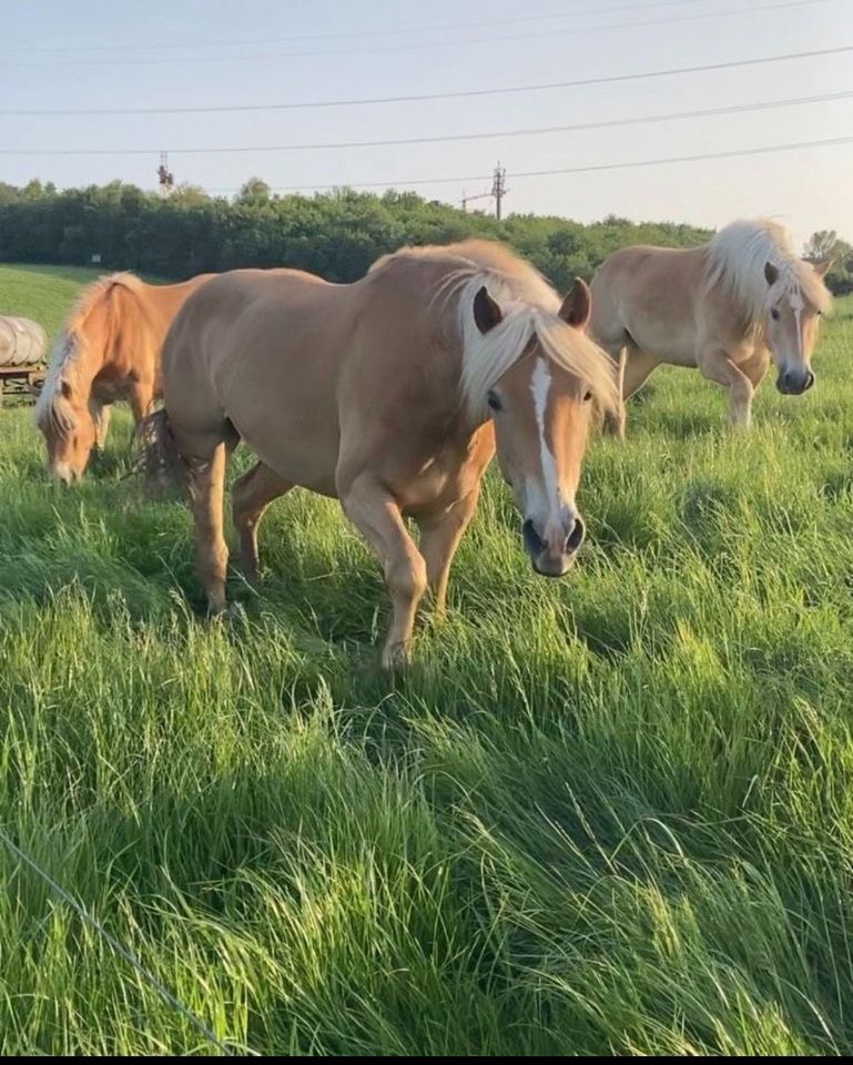 Schöne Haflinger zu verkaufen in Sprockhövel