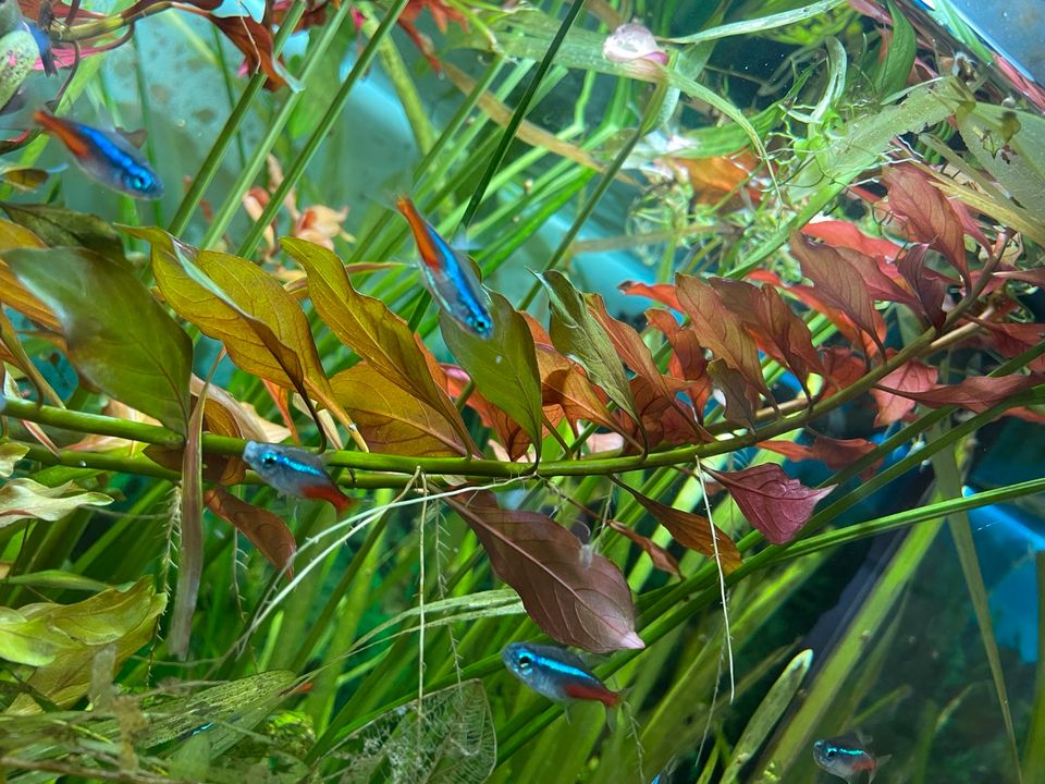 Schöne Ableger rote Ludwigia Repens in Weiden (Oberpfalz)