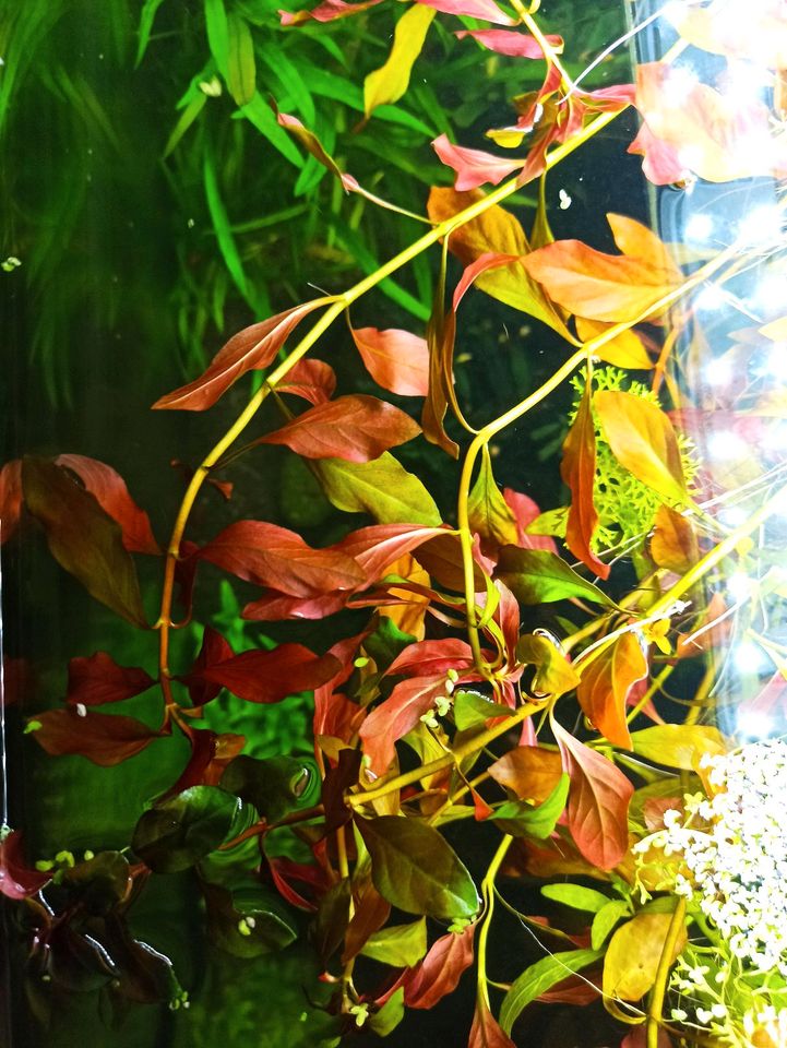 Ludwigia repens x arcuata, Wasserpflanzen in Ludwigsburg