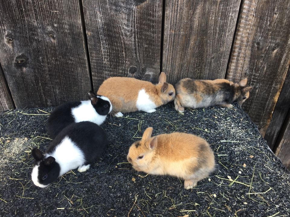 Echte Zwergkaninchen in Nohfelden