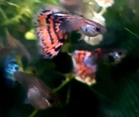 Guppy Stamm Moskau rot blau Nelke Triangel Guppys Bd frei Guppie Thüringen - Heilbad Heiligenstadt Vorschau