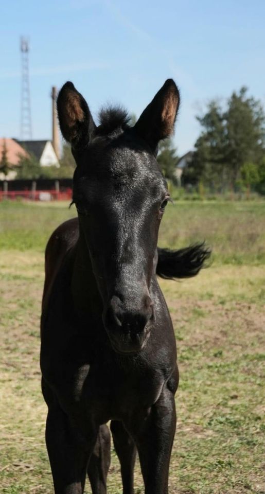 Stutfohlen Dressur Vivanero x Don Henrico in Grieben