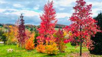 Haus- Gartenbäume / Ausgleichsbepflanzung / Hochstämme Nordrhein-Westfalen - Velbert Vorschau