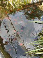 Goldfische Rheinland-Pfalz - Boppard Vorschau