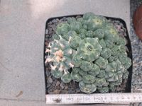 Lophophora Williamsii Caespitosa Thüringen - Ronneburg Vorschau