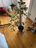 Ficus benjamina Mix Sachsen-Anhalt - Magdeburg Vorschau