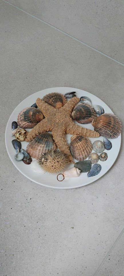 Strand Deko - Muscheln, Seeigel, Seestern (ohne Teller) in Hirschstein