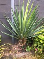 Yucca Palme Nordrhein-Westfalen - Krefeld Vorschau