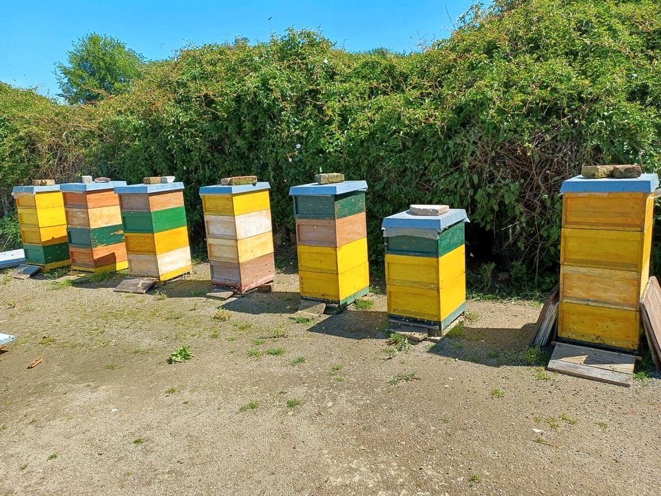 Bienenvölker Carnica Zander in Kreuzau
