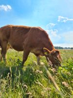 Limousin Rind, Kuh, Deckfähig Niedersachsen - Lilienthal Vorschau