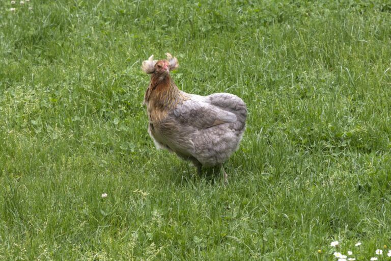 SUCHE: Cream Legbar, Französische Marans & Araucana Hennen in Petershagen