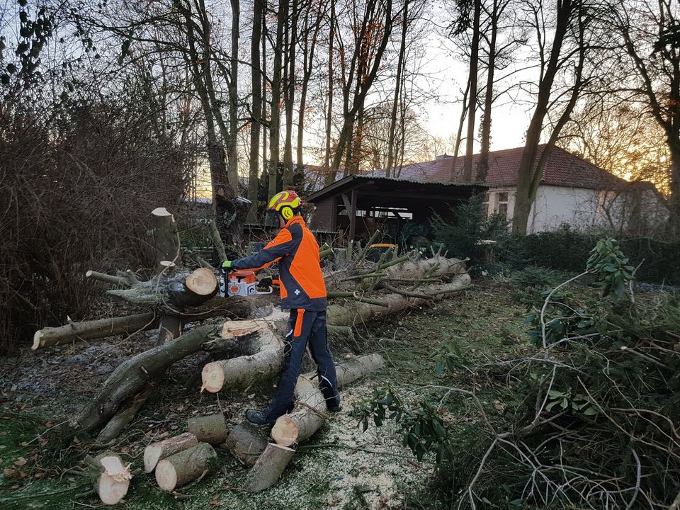 Baumfällung/ Unterstützung Brennholz Erstellung in Unkel