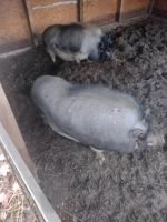 2 hängebauchschweine dringend abzugeben Sachsen - Weinböhla Vorschau