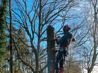 Baumfällung Problembaumfällung Sturmschaden / Totholz-Entfernung Niedersachsen - Rastede Vorschau