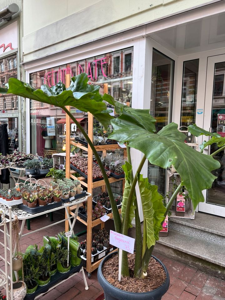 XL Alocasia Portodora in Hannover