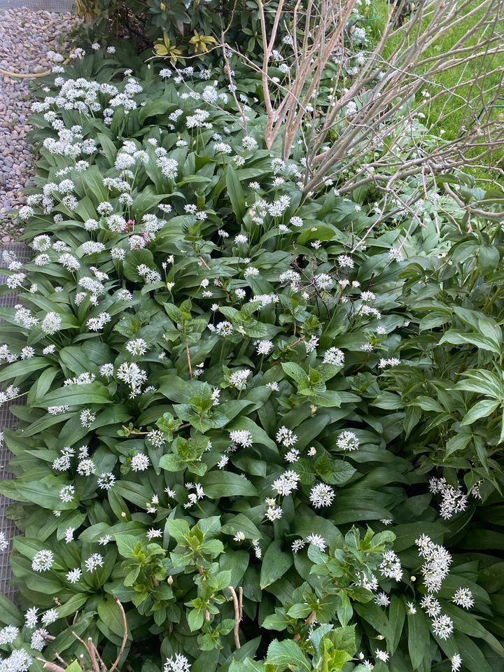 Bärlauch aus dem Garten z.b für Bärlauch pesto in Putzbrunn