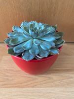 Echeveria Pflanze Leipzig - Paunsdorf Vorschau