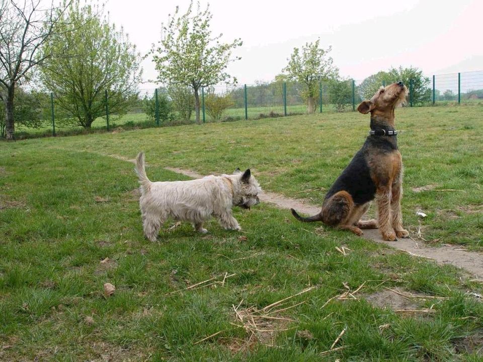 Hundepension im südl. Münsterland - seit 30Jahren in Dülmen in Dülmen