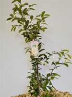 Magnolia "Fairy Cream" 120 cm Niedersachsen - Ottersberg Vorschau