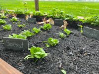 Pflanzschilder für den Garten oder Hochbeet Deko Schiefer Niedersachsen - Nordleda Vorschau