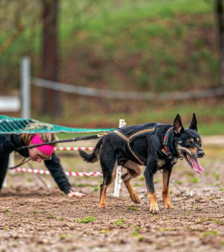 Traumhund sucht Dogsharing Partner in Zirndorf