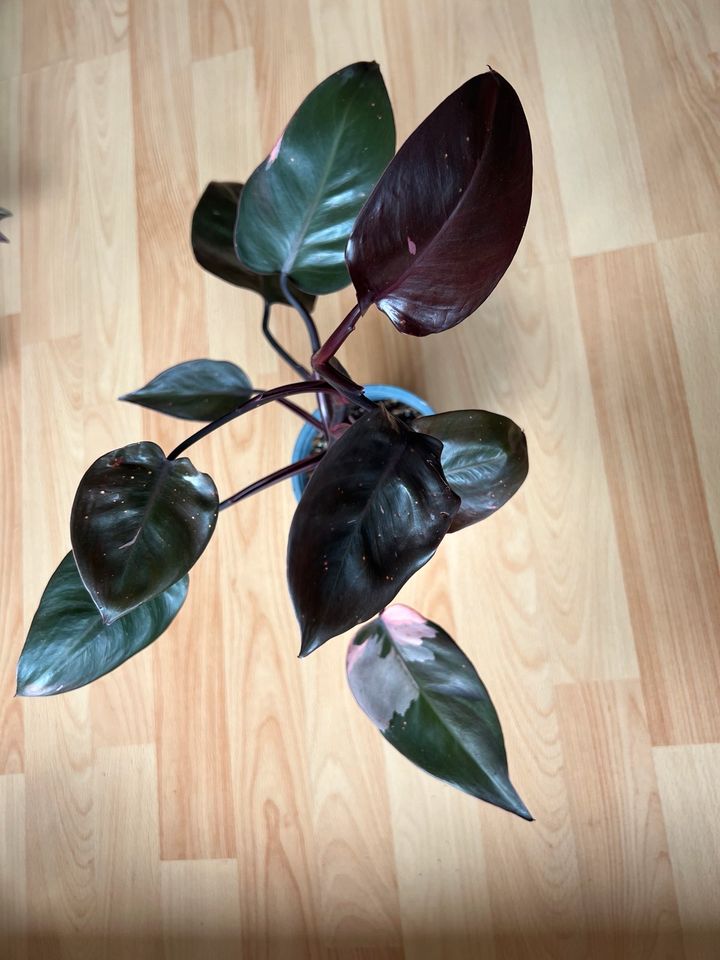 Philodendron pink Princess in Erding