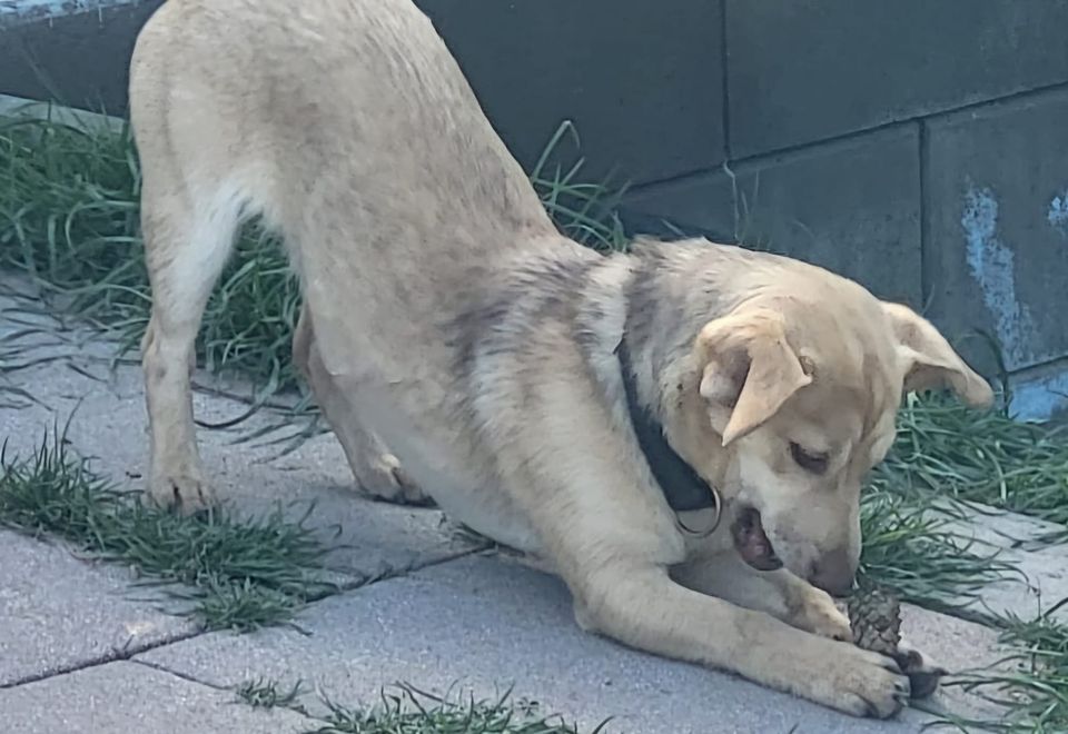 Floh Mischling Welpe Rüde in Geslau