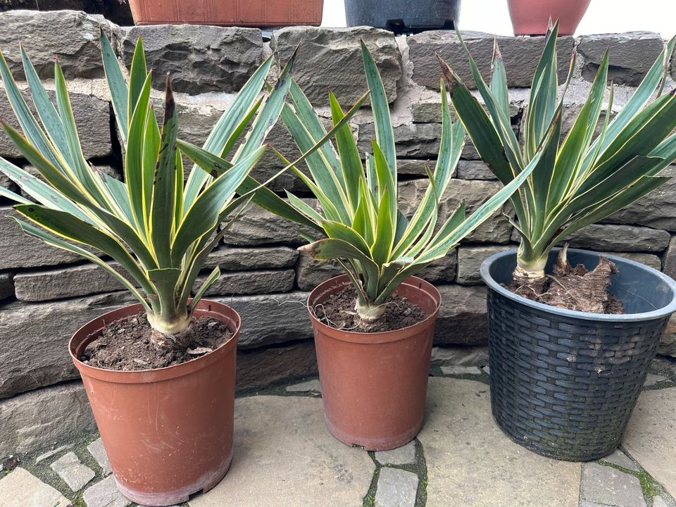 Yucca Gloriosa Variegata Winterhart Stammbildend in Engelskirchen