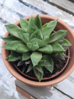 Sukkulente Haworthia Hessen - Großkrotzenburg Vorschau