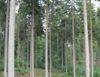 Waldgrundstück,Forst Bayern - Landshut Vorschau