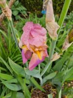 Iris schwertlilie Niedersachsen - Rehburg-Loccum Vorschau