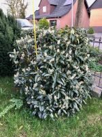 Garten Pflanze Kirschlorbeer blühend immergrün Niedersachsen - Burgwedel Vorschau