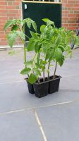 Tomaten Pflanzen 100% Biologisch Niedersachsen - Oberlangen Vorschau