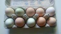 Eier von unseren glücklichen Freilandhühnern Hühnereier Schleswig-Holstein - Lebrade Vorschau