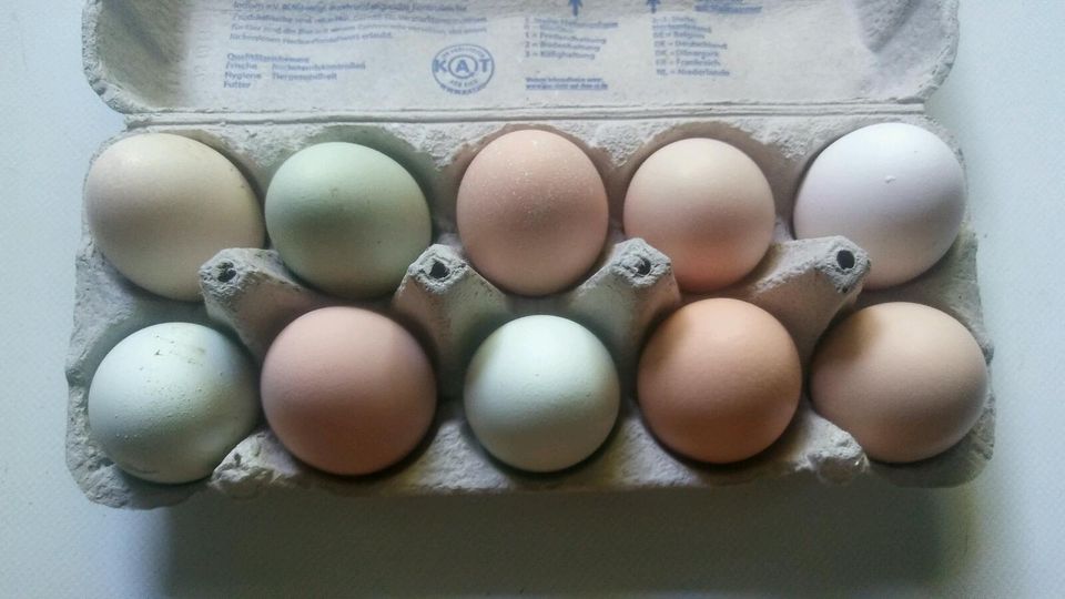 Eier von unseren glücklichen Freilandhühnern Hühnereier in Lebrade