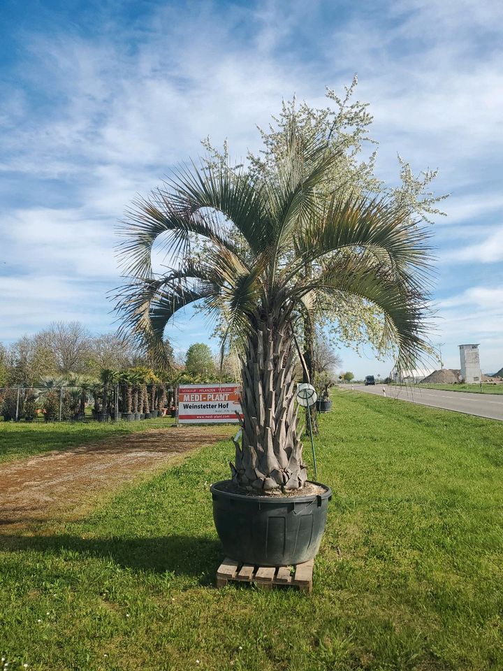 Butia Capitata in Eschbach