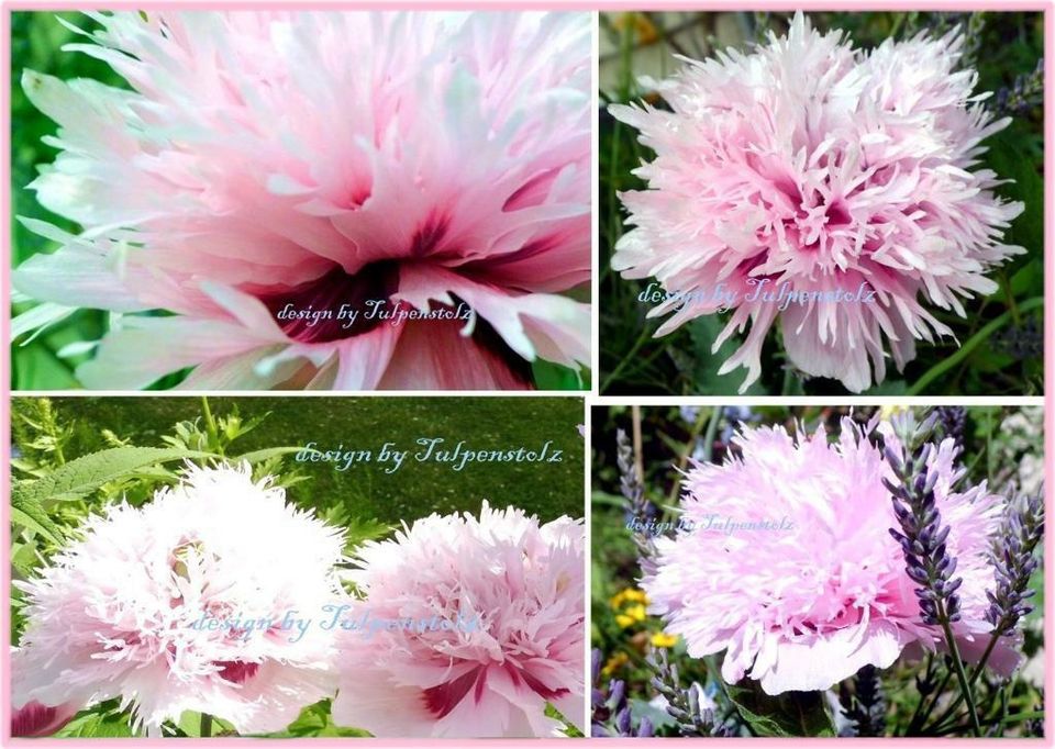 ♥ Riesen Mohn Rosa/Rot gefüllt,Samen,Pfingstrose Bienen Garten in Hamburg