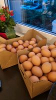 Eier von freilaufenden glücklichen Hühnern Rheinland-Pfalz - Osthofen Vorschau